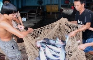 Pangasiusfisch-Export im Mekong-Delta nimmt zu